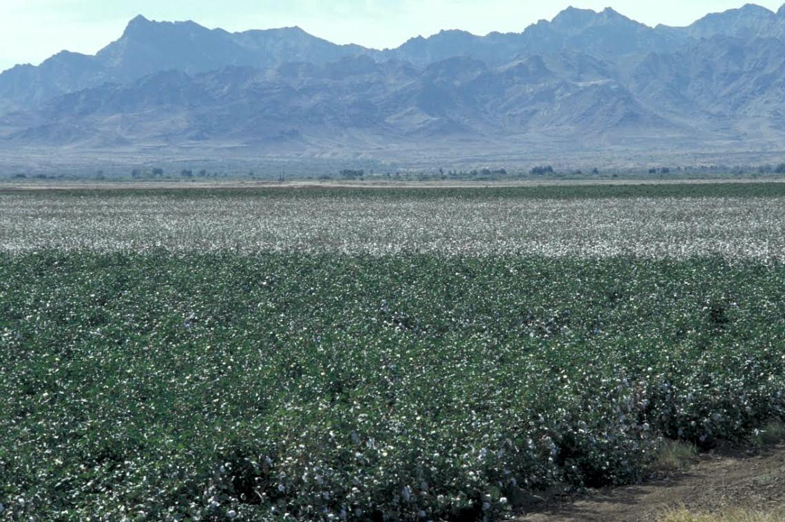 A field planted with Bt cotton in Southern Arizona. 